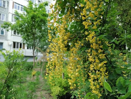 Ессентучанка самостоятельно высадила на одной из главных улиц курорта цветник