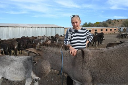 Ослиная ферма стала новой туристической изюминкой Изобильненского округа